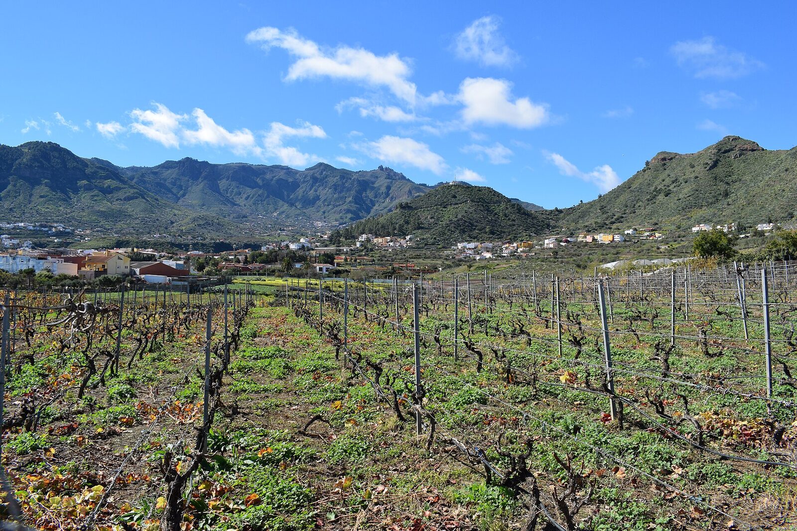 Viñedos y bodegas