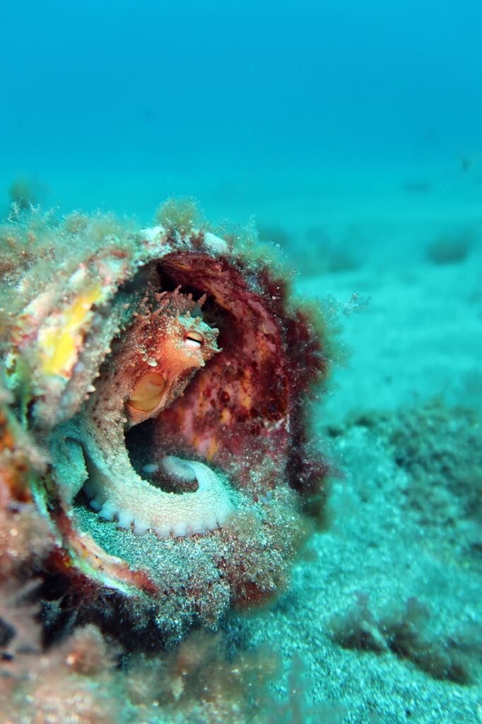 Buceo en la isla