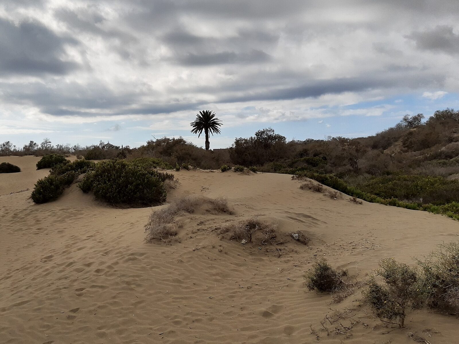 Palmeras en Gran Canaria